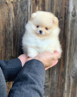 Photo №1. pomeranian - for sale in the city of Гамбург | 317$ | Announcement № 107791