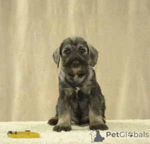 Photo №4. I will sell standard schnauzer in the city of Stara Pazova.  - price - negotiated
