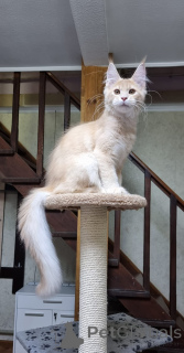 Photo №3. Maine coon kittens. Australia