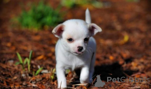 Photo №1. chihuahua - for sale in the city of Sofia | negotiated | Announcement № 166838