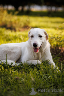 Photo №1. non-pedigree dogs - for sale in the city of Moscow river | Is free | Announcement № 161456