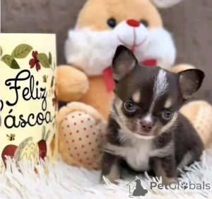 Photo №2 to announcement № 176016 for the sale of chihuahua - buy in United States breeder