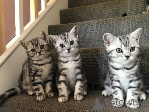 Photo №1. egyptian mau - for sale in the city of Dubai | negotiated | Announcement № 21333