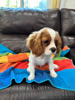 Photo №1. cavalier king charles spaniel - for sale in the city of London | 264$ | Announcement № 107360