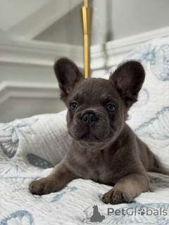 Photo №3. The Cutest Wrinkles Youll Ever Love Meet Our French Bulldogs!. Czech Republic