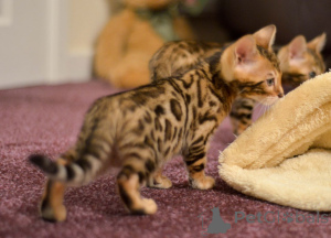 Photo №1. bengal cat - for sale in the city of CieChanów | negotiated | Announcement № 168287
