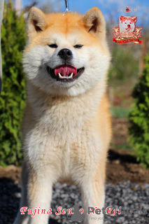 Photo №3. Female Akita Inu. Ukraine