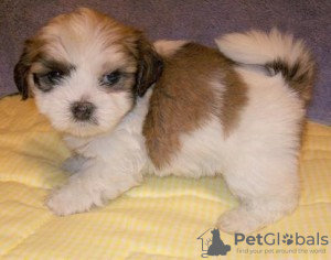 Photo №1. lhasa apso - for sale in the city of Berlin | Is free | Announcement № 126952