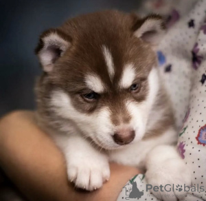 Photo №1. siberian husky - for sale in the city of Hamilton | 423$ | Announcement № 99743