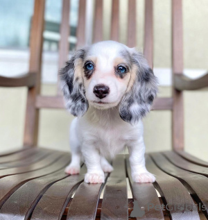 Photo №2 to announcement № 135684 for the sale of dachshund - buy in United States breeder