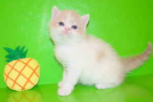 Photo №1. exotic shorthair - for sale in the city of Kharkov | 200$ | Announcement № 1061