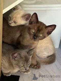 Photo №1. burmese cat - for sale in the city of Paris | 516$ | Announcement № 165506