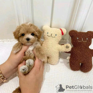 Photo №2 to announcement № 114202 for the sale of poodle (toy) - buy in Finland private announcement, breeder