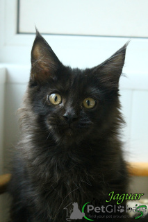 Photo №3. Pure black Maine Coon boy. Russian Federation