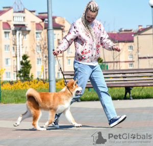 Additional photos: Akita Inu Boy (Hachiko)