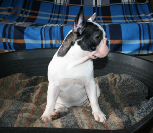 Photo №4. I will sell french bulldog in the city of Krasnoyarsk. private announcement - price - 402$