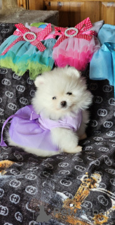 Additional photos: Wonderful Pomeranian puppies