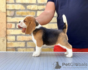 Additional photos: Beagle puppies from top show parents