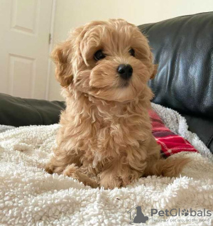 Photo №2 to announcement № 133173 for the sale of maltipu - buy in Germany private announcement