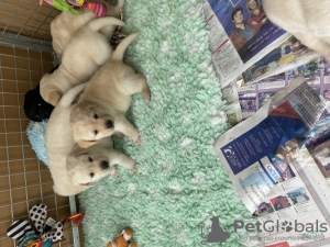Photo №1. labrador retriever - for sale in the city of Peterborough | 475$ | Announcement № 75573