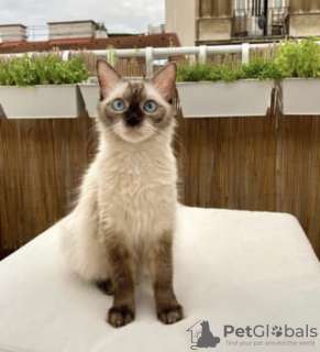 Photo №3. Siamese cat. Germany