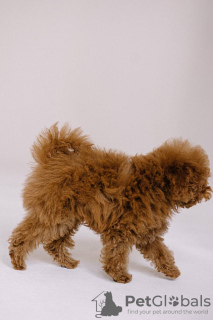 Photo №2 to announcement № 44595 for the sale of poodle (toy) - buy in Czech Republic breeder