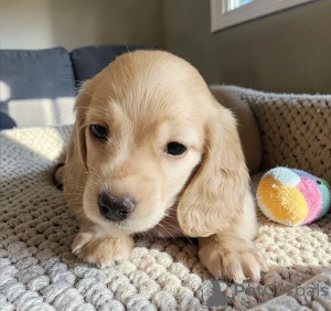 Photo №1.  - for sale in the city of Alabama | 350$ | Announcement № 166518