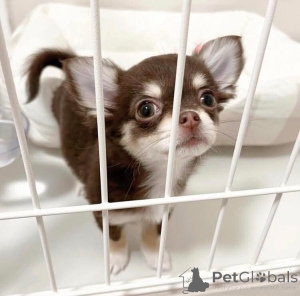Photo №1. chihuahua - for sale in the city of Helsinki | negotiated | Announcement № 165004