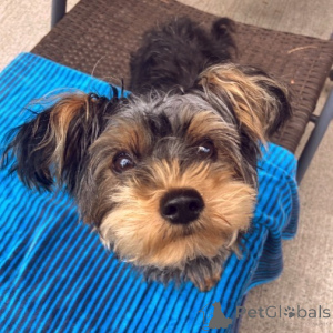 Photo №4. I will sell yorkshire terrier in the city of London Borough of Camden. private announcement - price - 612$