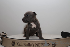 Additional photos: American Bully XL