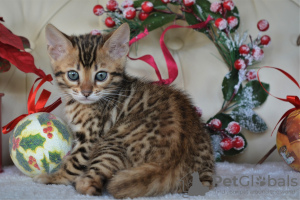 Photo №2 to announcement № 17929 for the sale of bengal cat - buy in Belarus from nursery
