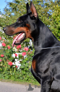 Photo №2 to announcement № 135970 for the sale of dobermann - buy in Belarus from nursery