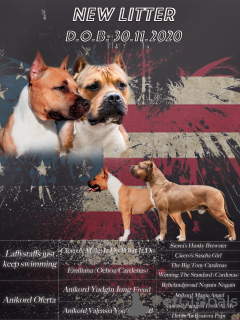 Photo №1. american staffordshire terrier - for sale in the city of Sochi | 399$ | Announcement № 8500