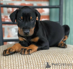 Photo №1. dobermann - for sale in the city of Zürich | negotiated | Announcement № 117264