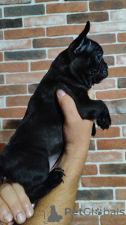 Additional photos: french bulldog