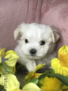 Photo №2 to announcement № 32621 for the sale of maltese dog - buy in Lithuania private announcement