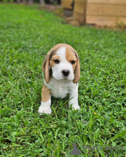 Photo №4. I will sell beagle in the city of Гамбург. private announcement - price - 397$