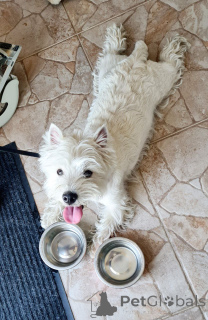 Photo №4. I will sell west highland white terrier in the city of Edinburgh. breeder - price - 700$