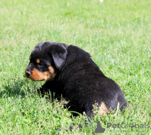 Photo №2 to announcement № 51860 for the sale of rottweiler - buy in Belarus from nursery