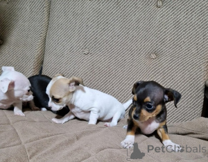 Photo №4. I will sell chihuahua in the city of Zrenjanin. breeder - price - negotiated