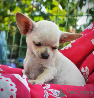 Photo №4. I will sell chihuahua in the city of Krivoy Rog. from nursery - price - 467$