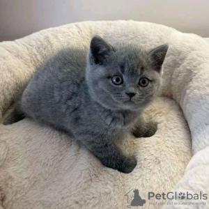 Photo №1. british shorthair - for sale in the city of Helsinki | 423$ | Announcement № 123178