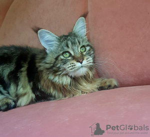 Photo №2 to announcement № 7188 for the sale of maine coon - buy in Ukraine from nursery