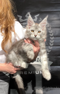 Photo №2 to announcement № 140842 for the sale of maine coon - buy in United States from nursery