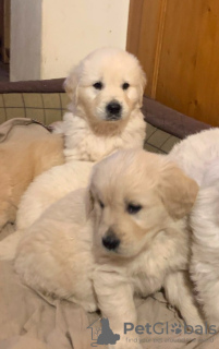 Additional photos: Healthy Golden Retriever puppies for Adoption