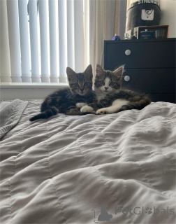 Photo №1. american bobtail - for sale in the city of Aarbergen | 329$ | Announcement № 151620