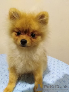 Photo №4. I will sell pomeranian in the city of New York. private announcement - price - negotiated
