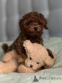 Photo №1. poodle (toy) - for sale in the city of Helsinki | 516$ | Announcement № 164040