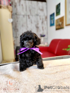 Photo №2 to announcement № 84473 for the sale of poodle (toy) - buy in Serbia 