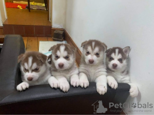 Photo №1. siberian husky - for sale in the city of Virginia Beach | 500$ | Announcement № 63490